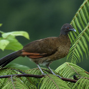 Plain Chachalaca